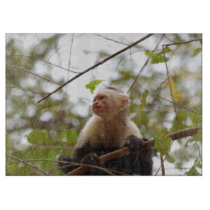 Planche À Découper Photographie de singe, capucin à face blanche