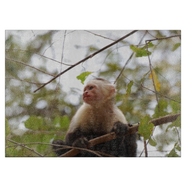 Planche À Découper Photographie de singe, capucin à face blanche (Devant)
