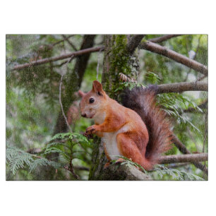 Planche À Découper Photographie d'écureuil
