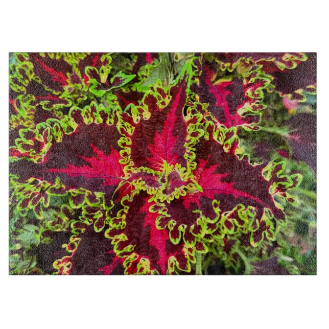 Planche À Découper Plante Coleus rouge et vert (Devant)