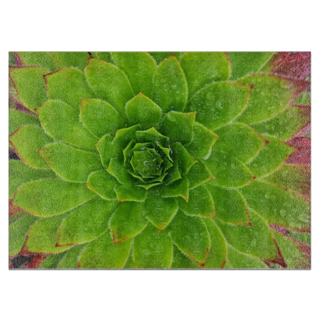 Planche À Découper Plante Lover Aeonium Magie (Devant)