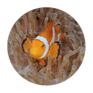 Planche À Découper Poisson clown - Molokai, falaise de la côte nord