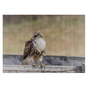 Planche À Découper Portrait d'un faucon coupé la queue par rouge non