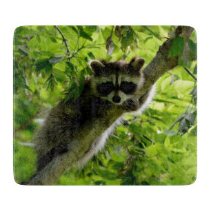 Planche À Découper Raccoon dans Green Tree Cute gris masqué raccoon
