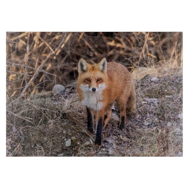 Planche À Découper Red Fox de près et personnel (Devant)