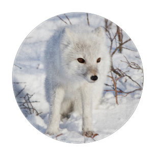 Planche À Découper Renard Arctique, Zone de gestion de la faune de Ch