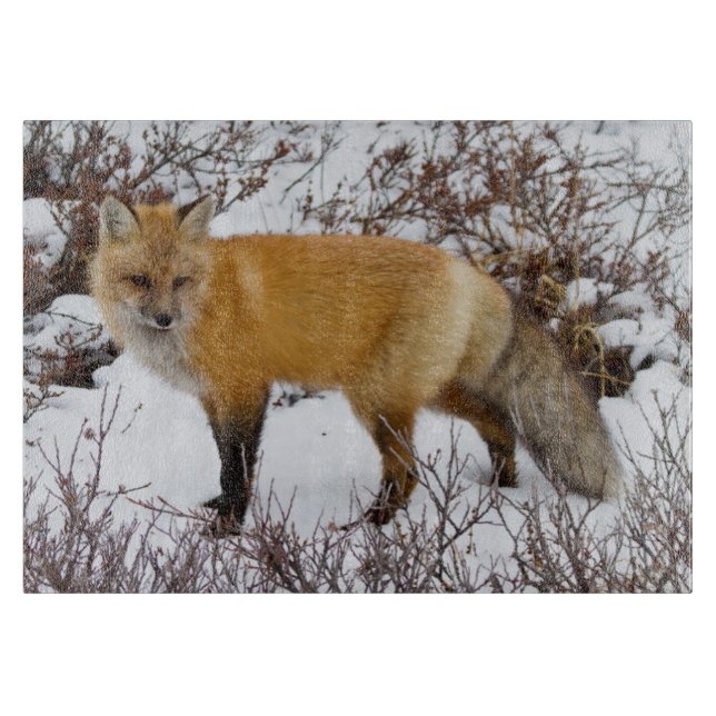 Planche À Découper Renard roux dans la neige en hiver (Devant)