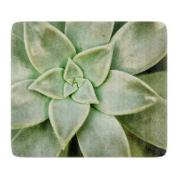 Ressort Succulent