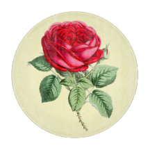 Rose rouge antique
