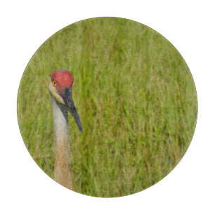 Planche À Découper Sand Hill Crane Oiseau Nature Faune Photographie