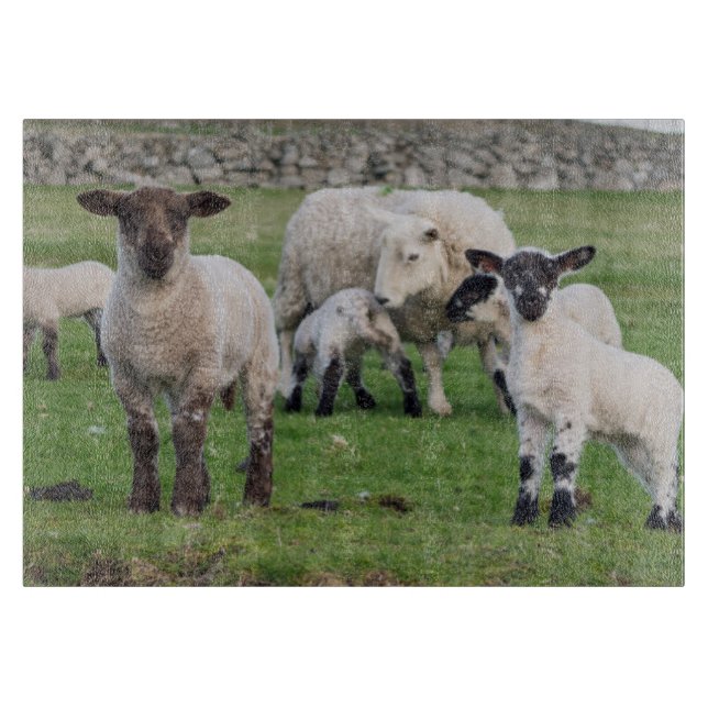 Planche À Découper Shetland Sheep (Devant)