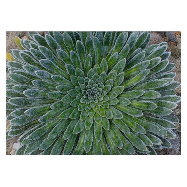 Planche À Découper Succulent plante du désert (Devant)