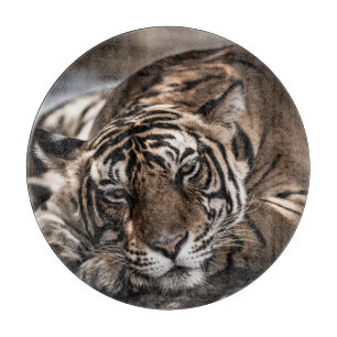 Planche À Découper Tigre de Ranthambore : gros plan.