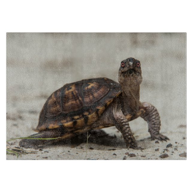 Planche À Découper Tortue-boîte commune (Devant)