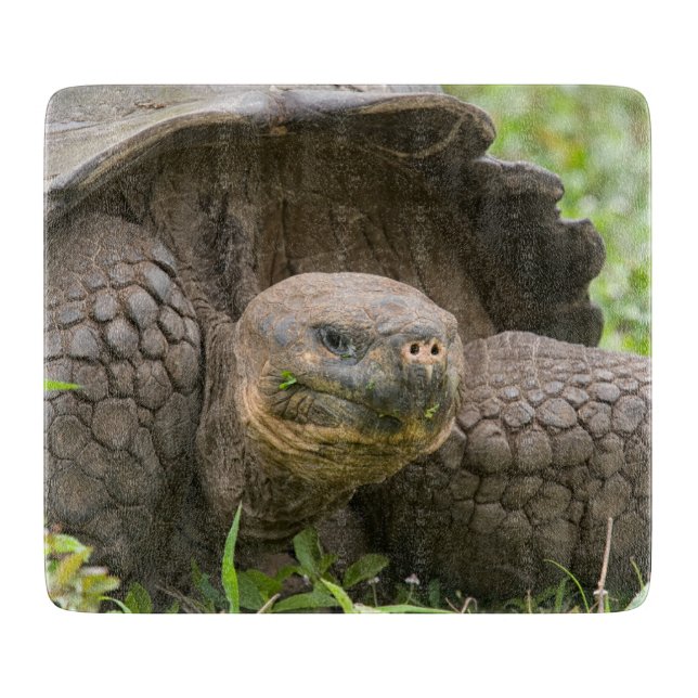 Planche À Découper Tortue géante (Devant)