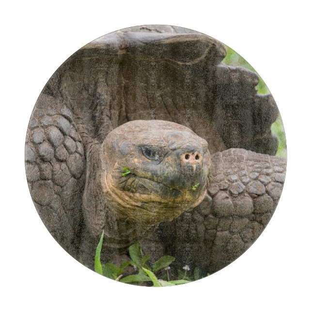 Planche À Découper Tortue géante (Devant)