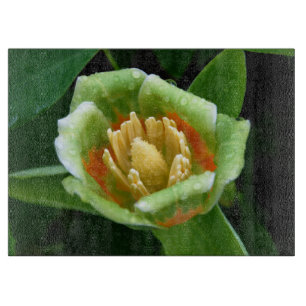Planche À Découper Tulipe d'arbre de peuplier après la pluie
