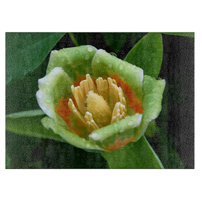 Planche À Découper Tulipe d'arbre de peuplier après la pluie (Devant)