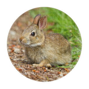 Planche À Découper WA, Redmond, lapin bébé de l'est