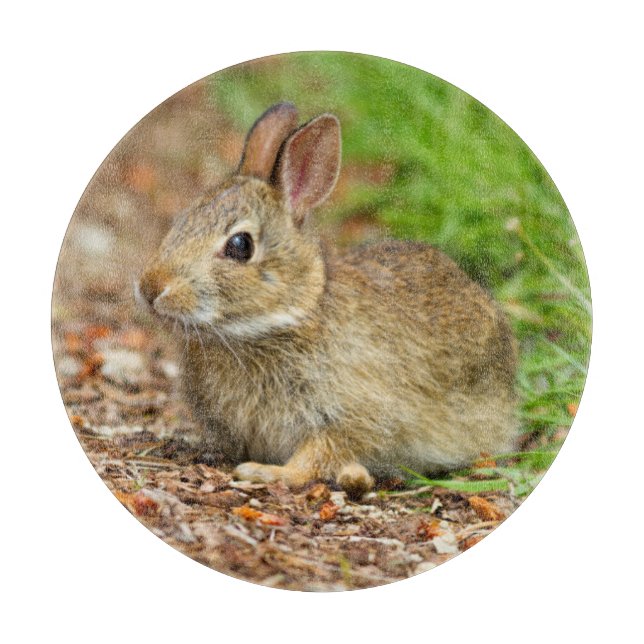 Planche À Découper WA, Redmond, lapin bébé de l'est (Devant)
