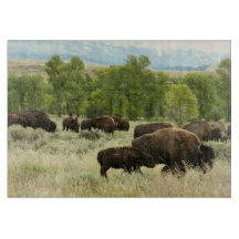 Wyoming Bison Nature Animal Photographie