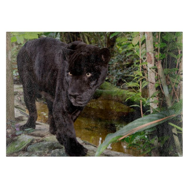 Planche À Découper Zoo de la ville de Belize. Panthère noire (Devant)