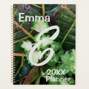 Planificateur, Croton Coleus plantes