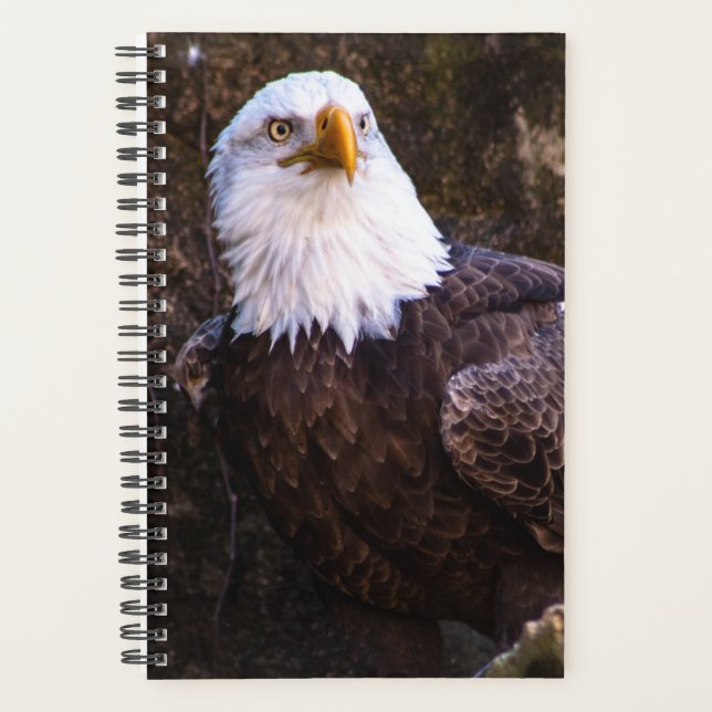 Planificateur d'aigle à tête blanche (Devant)