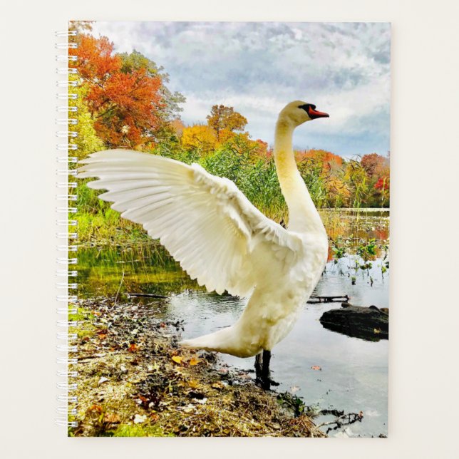 Planificateur de cygne (Devant)