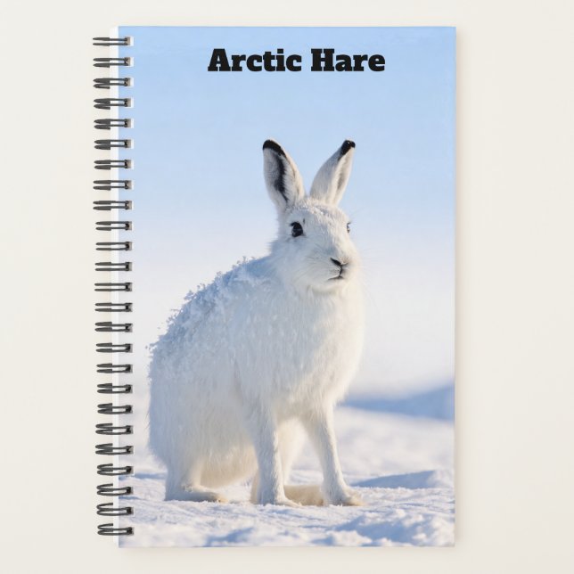 Planificateur de lièvre arctique (Devant)