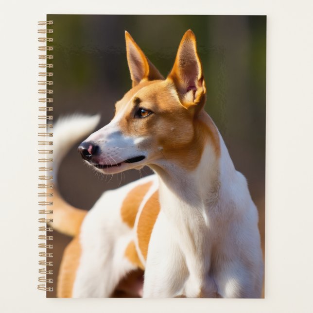 Planificateur de Podenco Ibicenco (Devant)