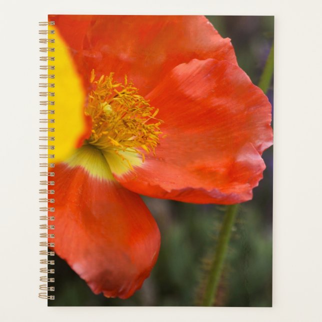 Planificateur floral de pavot orange vibrant – Mac (Devant)