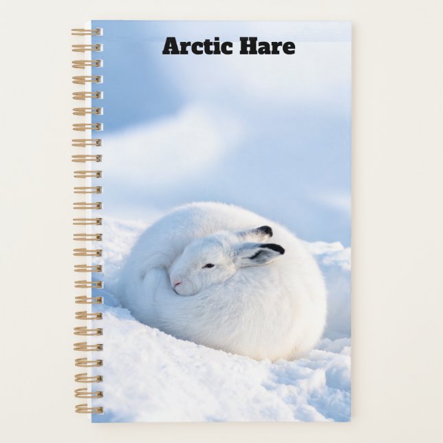 Planificateur pour Lièvre Arctique (Devant)
