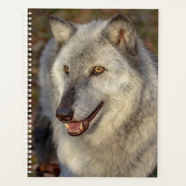 Planificateur Wolf 2024 (Devant)