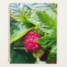Planning de Raspberry