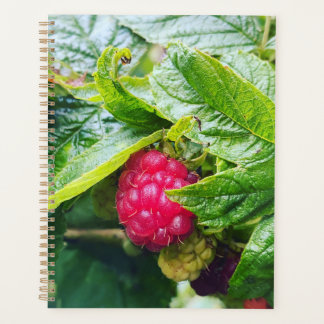 Planning de Raspberry