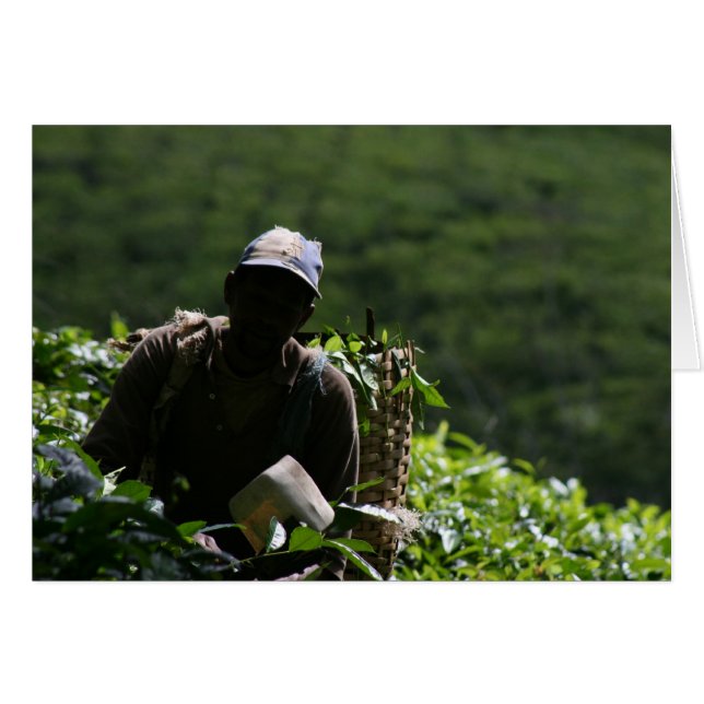 Plantation de thé (Devant horizontal)