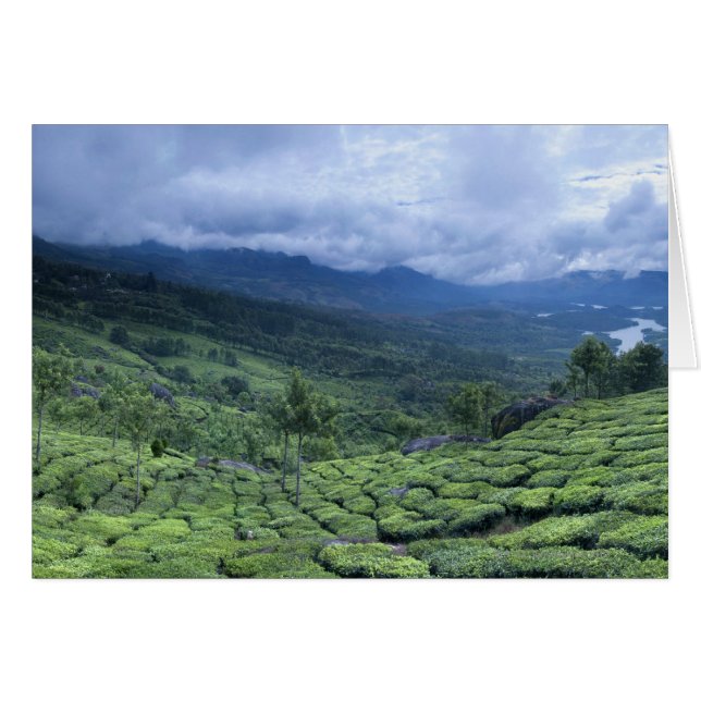 plantation de thé 2 Kerala Etat Inde (Devant horizontal)
