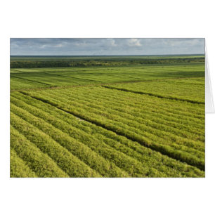 Plantations de canne à sucre, Guyana