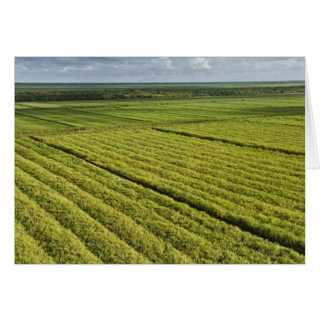 Plantations de canne à sucre, Guyana (Devant horizontal)