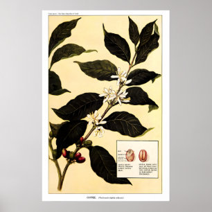 Plante à café 1923 IMPRIMERIE AFFICHE Botanique Vi