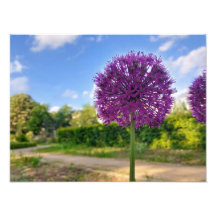 Plante Allium Photo Prints