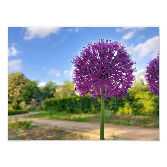 Plante Allium Photo Prints (Devant)