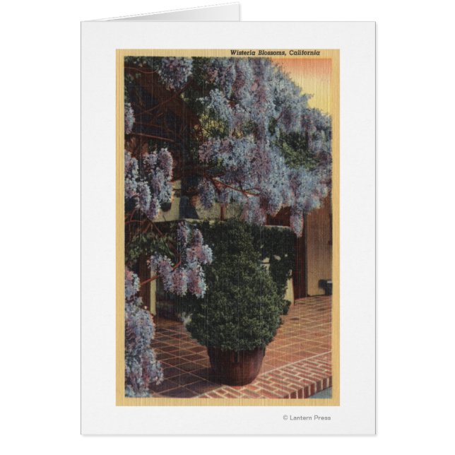 Plante CaliforniaWisteria en Bloom (Devant)