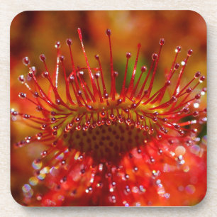 Plante carnivore Sundew. Dessous de verre en plast