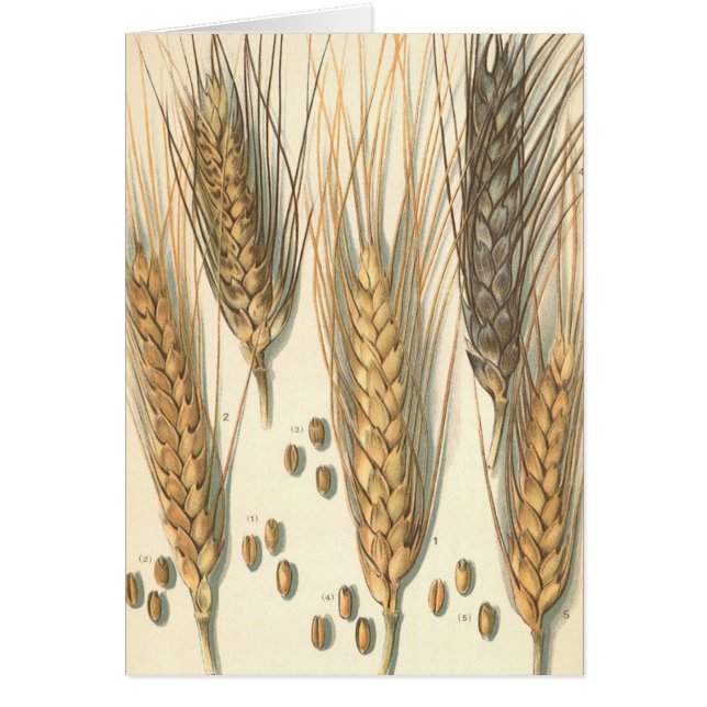Plante de blé résistant à la sécheresse, Agricultu (Devant)