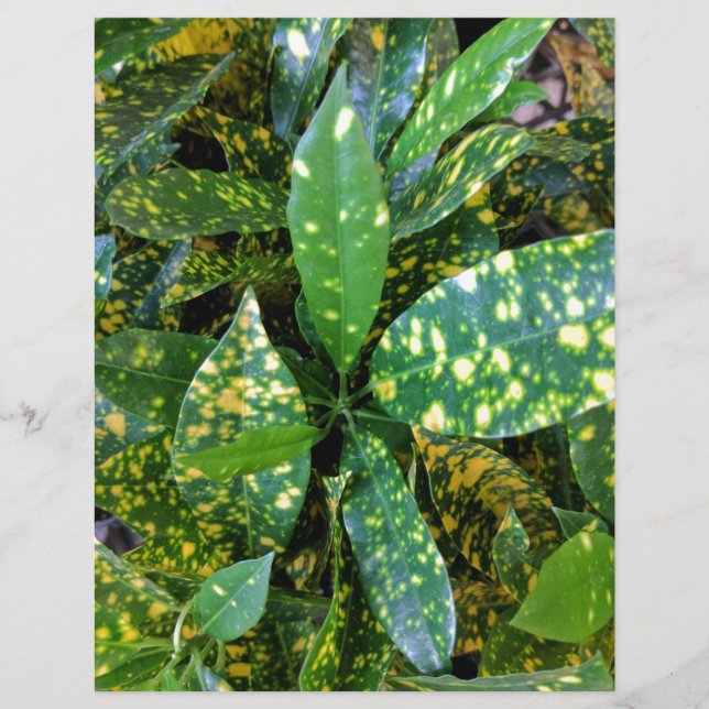 Plante de Croton (Devant)