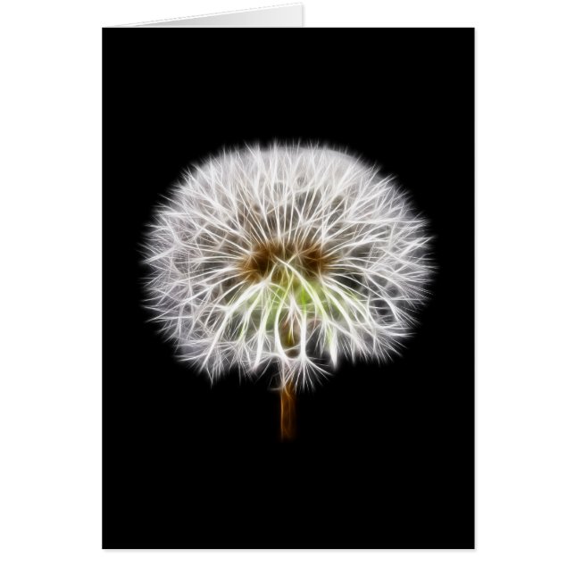 Plante de fleurs de pissenlit blanc (Devant)
