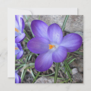 Plante de jardin Crocus en fleurs