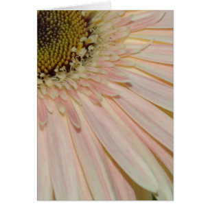 Plante de la Fleur Cure